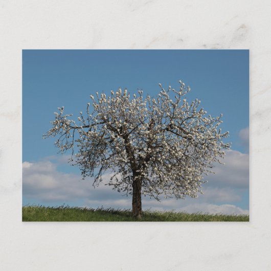 Carte Postale Cerisier aux fleurs (Devant)