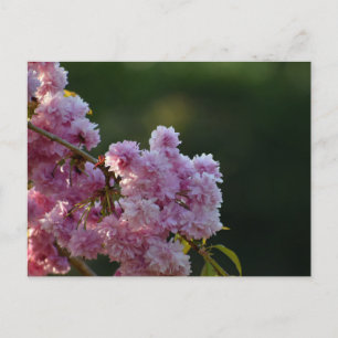 Carte Postale Cerisier en fleurs