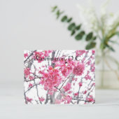 Carte Postale Cerisier en fleurs à Washington, D.C. (Debout devant)