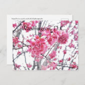 Carte Postale Cerisier en fleurs à Washington, D.C. (Devant / Derrière)