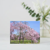 Carte Postale Cerisier pleureur (Yaebenishidare) [Carte postale] (Debout devant)