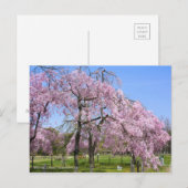 Carte Postale Cerisier pleureur (Yaebenishidare) [Carte postale] (Devant / Derrière)