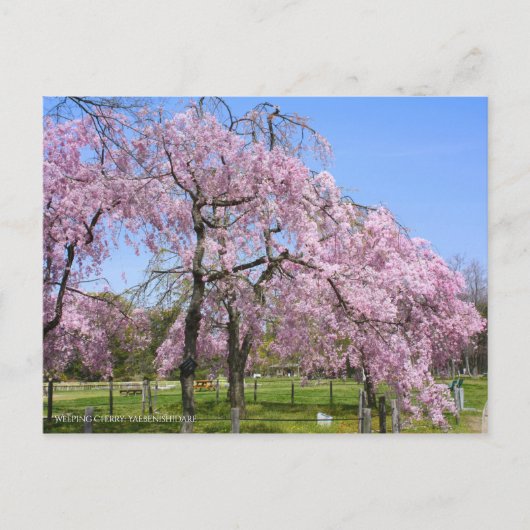 Carte Postale Cerisier pleureur (Yaebenishidare) [Carte postale] (Devant)
