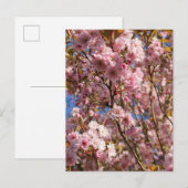 Carte Postale Cerisier Rose de Printemps (Devant / Derrière)