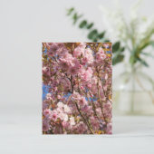 Carte Postale Cerisier Rose de Printemps (Debout devant)
