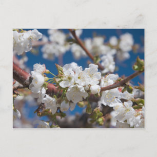 Carte Postale Cerisiers en fleurs