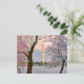 Carte Postale Cerisiers en fleurs (Debout devant)