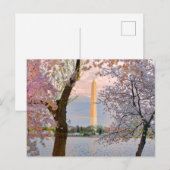 Carte Postale Cerisiers en fleurs (Devant / Derrière)