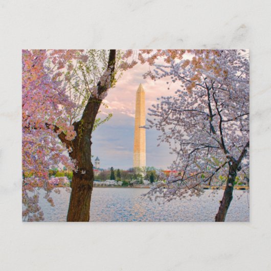 Carte Postale Cerisiers en fleurs (Devant)