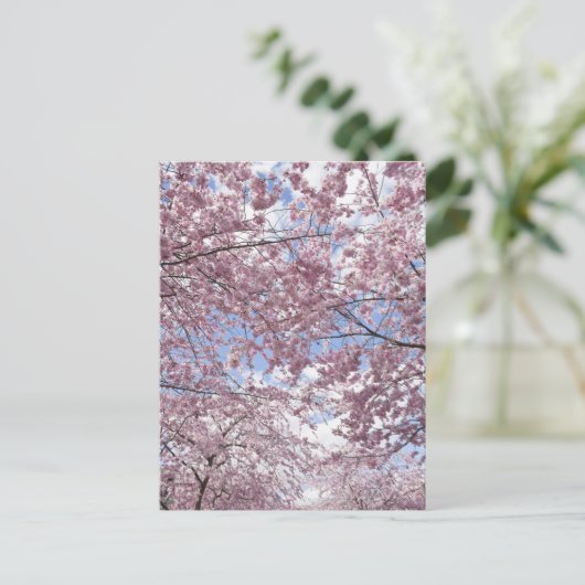 Carte Postale Cerisiers en fleurs (Debout devant)