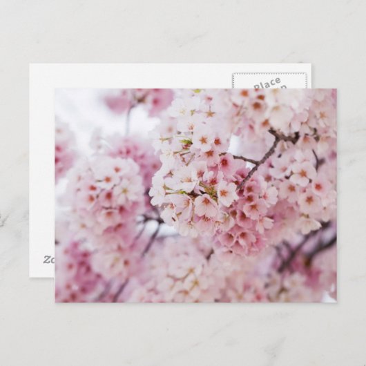 Carte Postale Cerisiers en fleurs (Devant / Derrière)