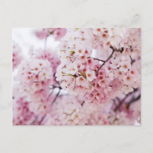 Carte Postale Cerisiers en fleurs (Devant)