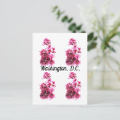 Carte Postale Cerisiers en fleurs à Washington, D.C. (Debout devant)