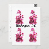 Carte Postale Cerisiers en fleurs à Washington, D.C. (Devant / Derrière)