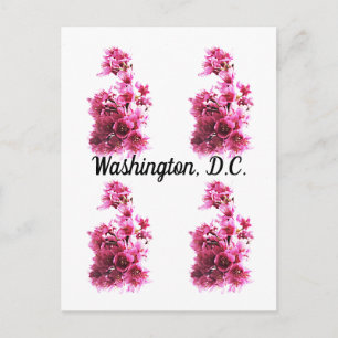 Carte Postale Cerisiers en fleurs à Washington, D.C.