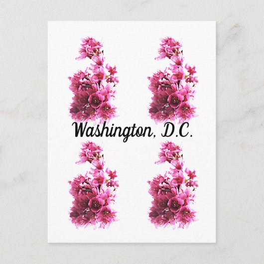Carte Postale Cerisiers en fleurs à Washington, D.C. (Devant)