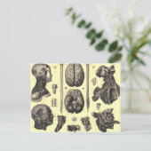 Carte Postale Cerveau anatomique et plus (Debout devant)