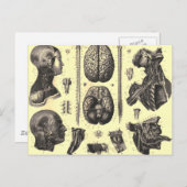 Carte Postale Cerveau anatomique et plus (Devant / Derrière)