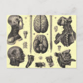 Carte Postale Cerveau anatomique et plus (Devant)