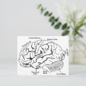 Carte Postale Cerveau humain (Debout devant)