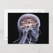 Carte Postale Cerveau X-Ray (Devant / Derrière)