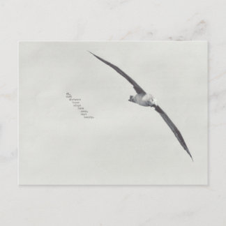 Carte Postale "ces ailes"