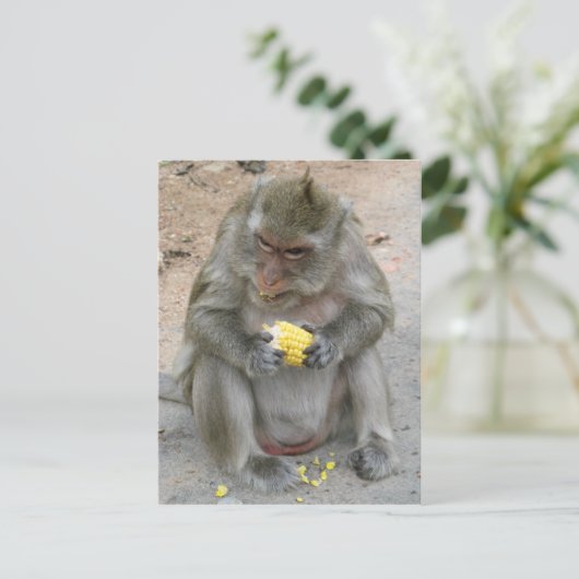 Carte Postale C'est à moi ! ! ... Singe Macaque thaïlandais sauv (Debout devant)