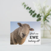 Carte Postale C'Est Drôle Que L'On Regarde Les Moutons (Debout devant)