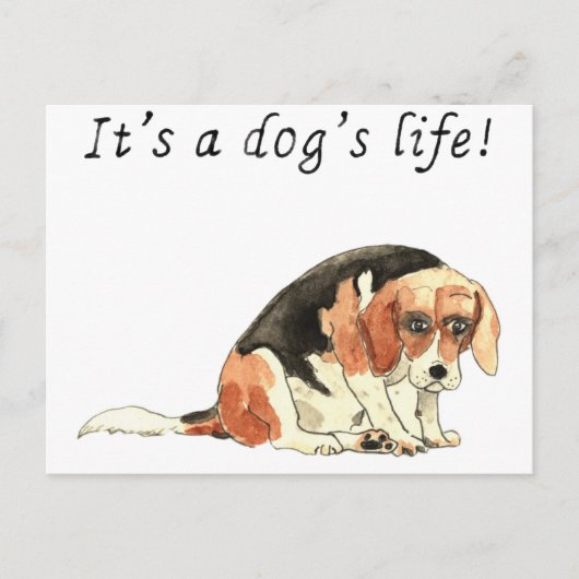 Carte Postale C'est la vie d'un chien Drôle mignon Beagle chien  (Devant)