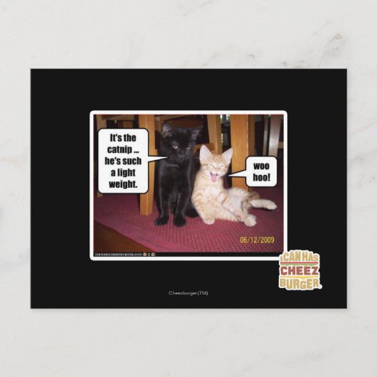 Carte Postale C'est le catnip (Devant)