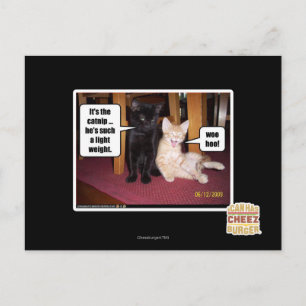 Carte Postale C'est le catnip