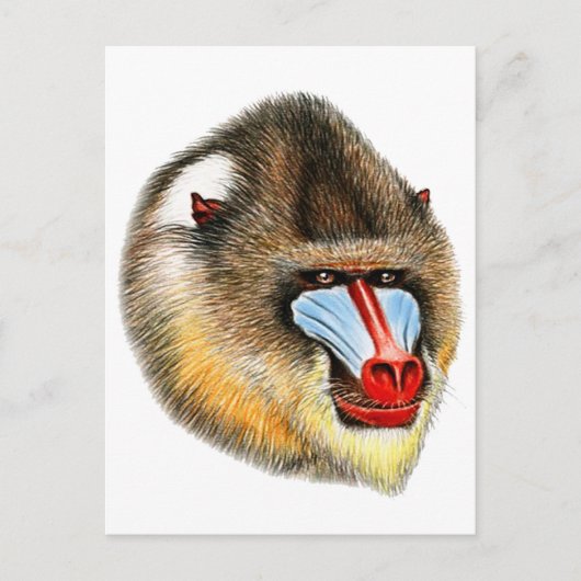 CARTE POSTALE C'EST MANDRILL (Devant)