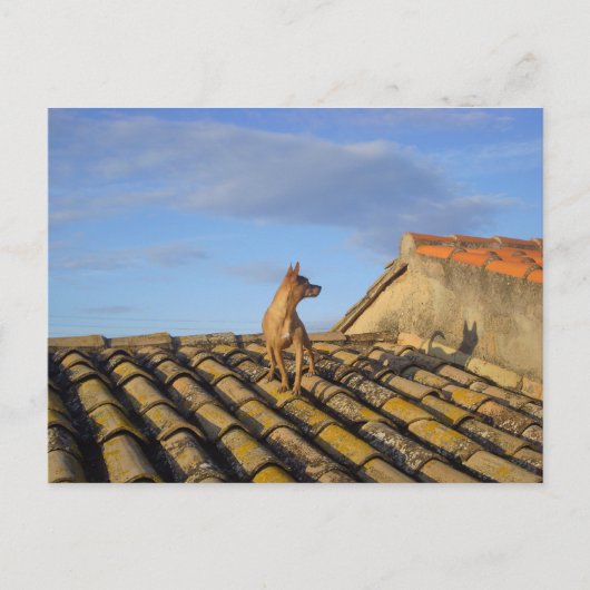 Carte Postale C'est quoi ça là-bas. (Devant)