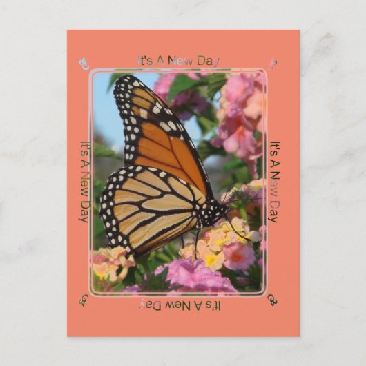 Carte Postale C'est un papillon monarque du jour (Devant)