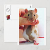Carte Postale C'est un peu différent de Down Under Rattie (Devant / Derrière)