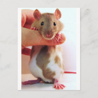Carte Postale C'est un peu différent de Down Under Rattie