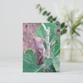 Carte Postale C'est une sauterelle (Debout devant)