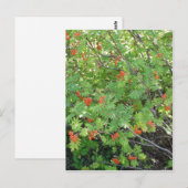 Carte Postale Cet arbre s'appelle Rowan en anglais (scientifique (Devant / Derrière)