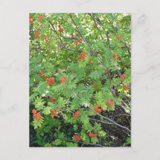 Carte Postale Cet arbre s'appelle Rowan en anglais (scientifique (Devant)