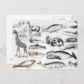 Carte Postale Cétacée Edentata (Devant / Derrière)