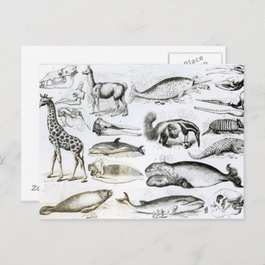 Carte Postale Cétacée Edentata (Devant / Derrière)