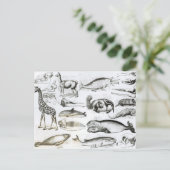 Carte Postale Cétacée Edentata (Debout devant)