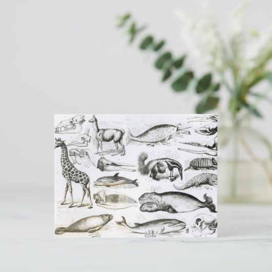 Carte Postale Cétacée Edentata (Debout devant)