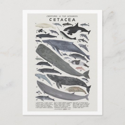 Carte Postale Cétacés (Devant)