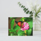 Carte postale Cethosia biblis (Debout devant)