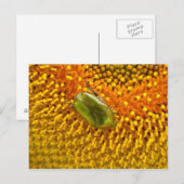 Carte Postale Cetonia aurata (Devant / Derrière)