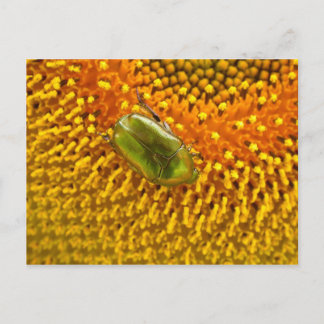 Carte Postale Cetonia aurata