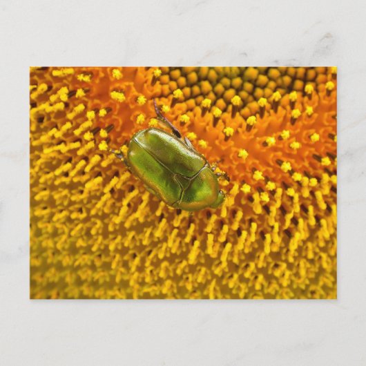 Carte Postale Cetonia aurata (Devant)