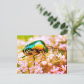Carte Postale Cetonia coléoptère sur la fleur blanche (Debout devant)
