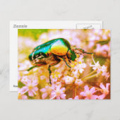 Carte Postale Cetonia coléoptère sur la fleur blanche (Devant / Derrière)